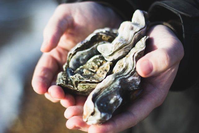 Waarom je oesters zou moeten eten! - Ergomax