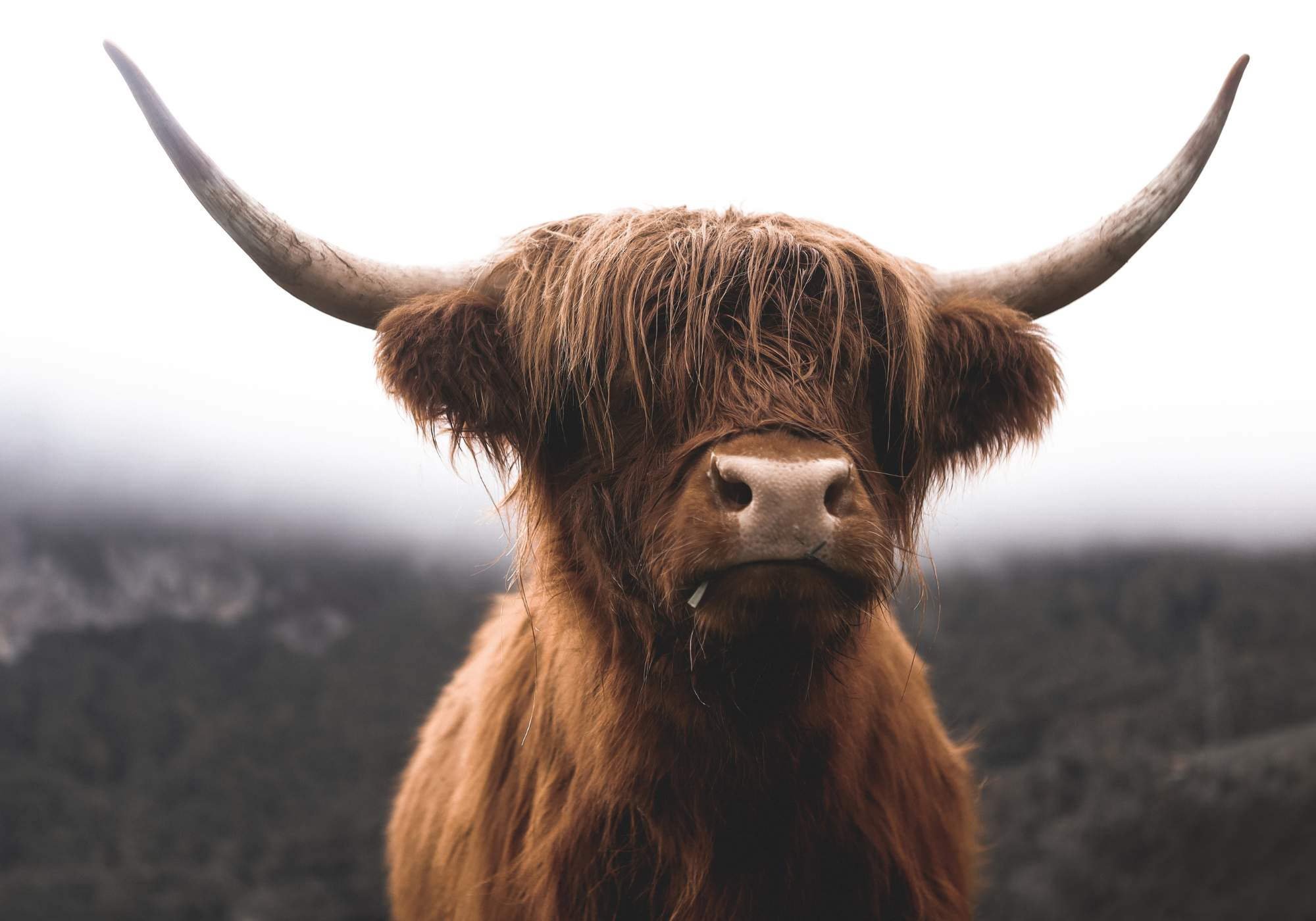 Schotste hooglander koe in natuur